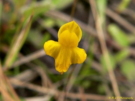 {Utricularia subulata}
